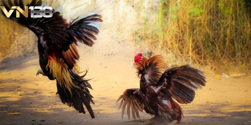 Nôi gà đá có phạm luật không